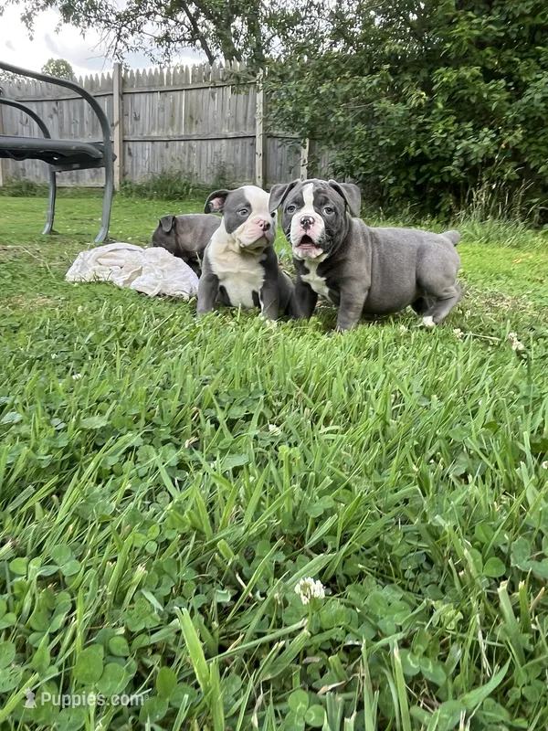 Blue Bella  – Olde English Bulldogge puppy for sale in Akron, OH