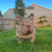 Velvet big rope girl, a female French Bulldog for sale in Akron, OH – Photo 2 of 2