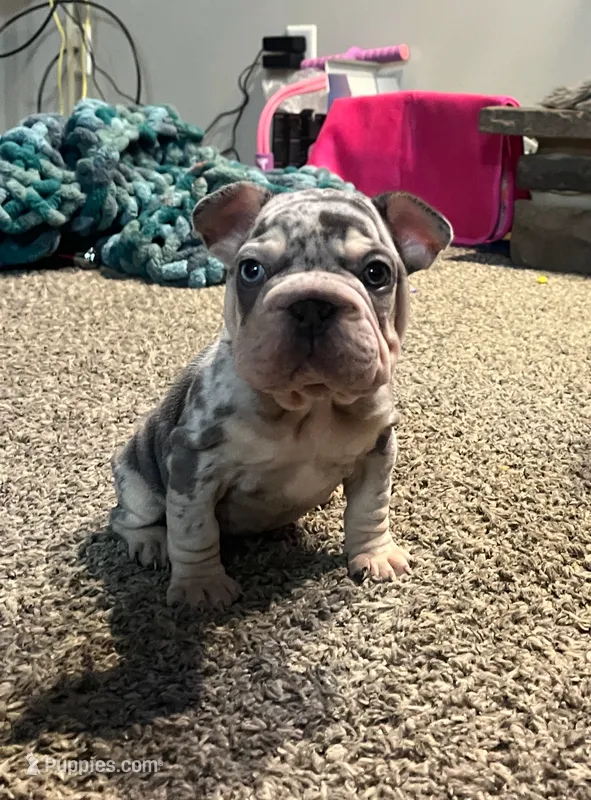 Velvet big rope girl