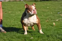 Choclate girl , a female Olde English Bulldogge for sale in Akron, OH – 3 of 5
