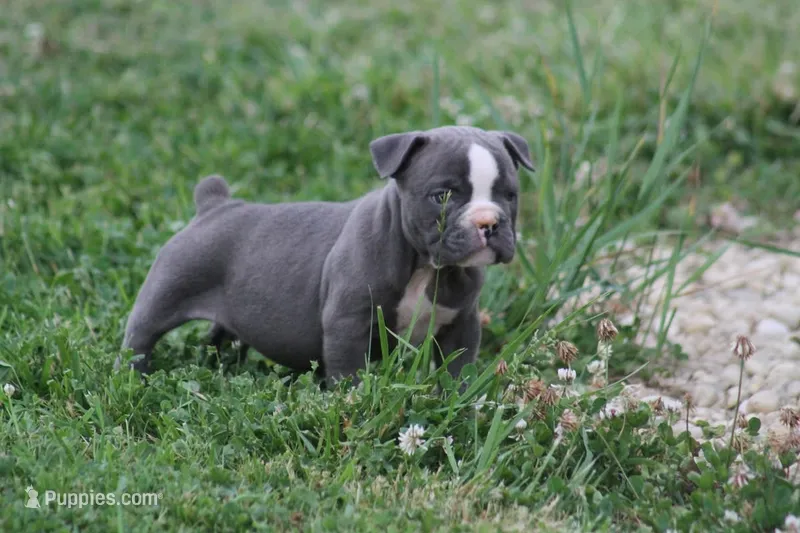 Tessa – Olde English Bulldogge puppy for sale in Akron, OH