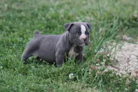 Tessa, a female Olde English Bulldogge for sale in Akron, OH – 1 of 2