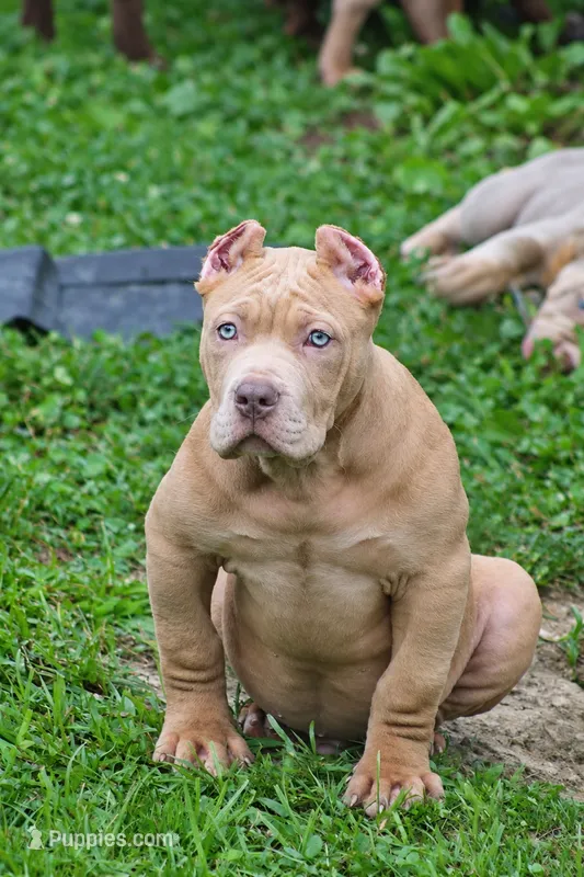 Conan the barbarian ( Merle )  – American Bully puppy for sale in Akron, OH