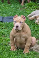 Conan the barbarian ( Merle ) , a male American Bully for sale in Akron, OH – 1 of 7