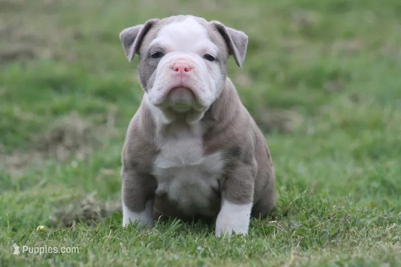 Bella  – Olde English Bulldogge puppy for sale in Akron, OH