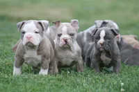 Tessa, a female Olde English Bulldogge for sale in Akron, OH – 2 of 2