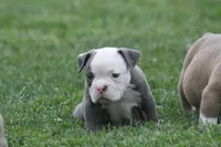 Pretty , a female Olde English Bulldogge for sale in Akron, OH – 2 of 3