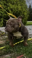 Ms . Exotic , a female American Bully for sale in Akron, OH – 2 of 3