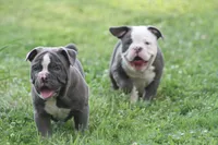 Tessa, a female Olde English Bulldogge for sale in Akron, OH – 2 of 4