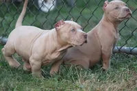 Conan the barbarian ( Merle ) , a male American Bully for sale in Akron, OH – 4 of 6