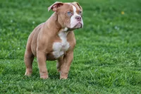 Omega , a male Olde English Bulldogge for sale in Akron, OH – 3 of 3
