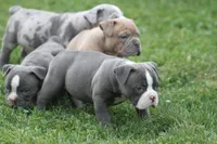 Blue Bella , a female Olde English Bulldogge for sale in Akron, OH – 3 of 3