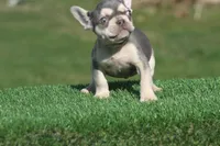 males, a male French Bulldog for sale in Akron, OH – Photo 1 of 4