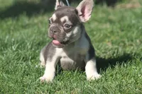 males, a male French Bulldog for sale in Akron, OH – Photo 3 of 4