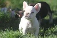 males, a male French Bulldog for sale in Akron, OH – Photo 4 of 4