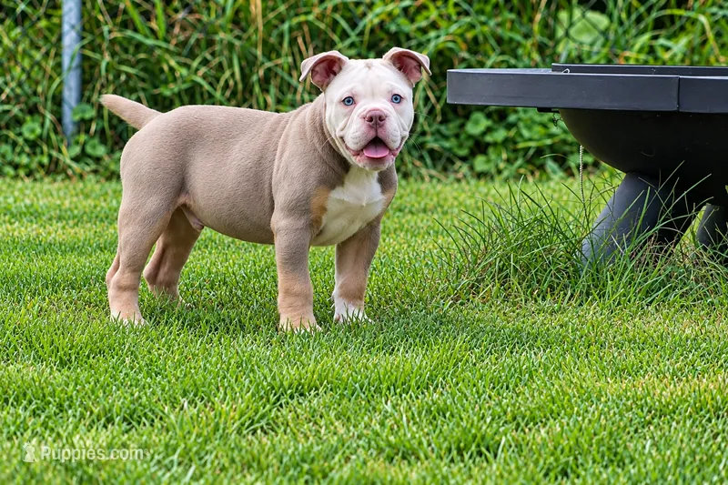 Hoss  – Olde English Bulldogge puppy for sale in Akron, OH