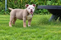 Hoss , a male Olde English Bulldogge for sale in Akron, OH – 1 of 3