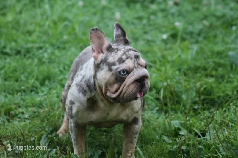 Velvet big rope girl – French Bulldog puppy for sale in Akron, OH