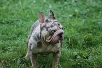 Velvet big rope girl, a female French Bulldog for sale in Akron, OH – 1 of 5