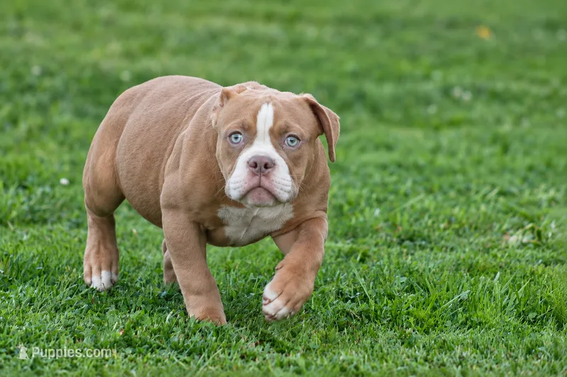 Omega  – Olde English Bulldogge puppy for sale in Akron, OH