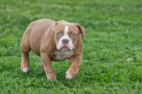 Omega , a male Olde English Bulldogge for sale in Akron, OH – 1 of 3