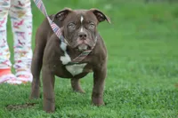 Choclate girl , a female Olde English Bulldogge for sale in Akron, OH – 3 of 7