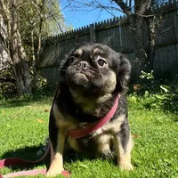 Fluffy pink carrier, a female French Bulldog for sale in Akron, OH – Photo 2 of 3