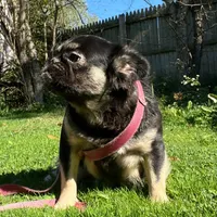 Fluffy pink carrier, a female French Bulldog for sale in Akron, OH – Photo 1 of 3