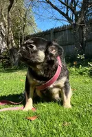 Fluffy pink carrier, a female French Bulldog for sale in Akron, OH – Photo 1 of 3