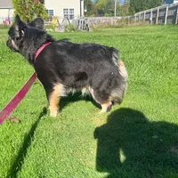 Fluffy pink carrier, a female French Bulldog for sale in Akron, OH – Photo 3 of 3