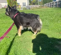 Fluffy pink carrier, a female French Bulldog for sale in Akron, OH – Photo 3 of 3