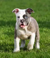 Blue Bella , a female Olde English Bulldogge for sale in Akron, OH – 1 of 7