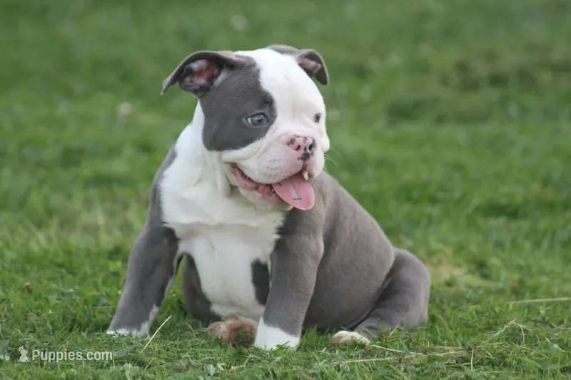 Pretty  – Olde English Bulldogge puppy for sale in Akron, OH
