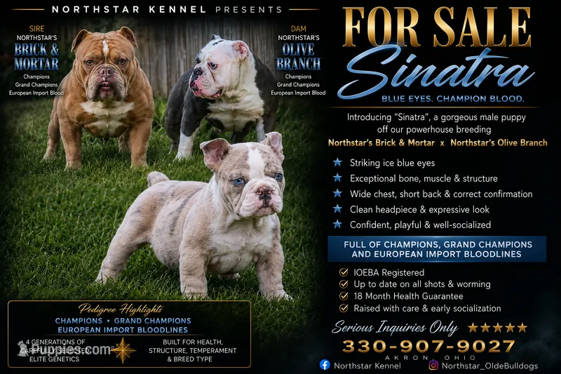 Sinatra  – Olde English Bulldogge puppy for sale in Akron, OH