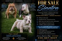 Sinatra , a male Olde English Bulldogge for sale in Akron, OH – 1 of 5