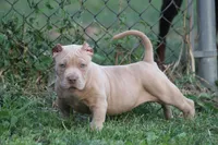 Conan the barbarian ( Merle ) , a male American Bully for sale in Akron, OH – 6 of 6