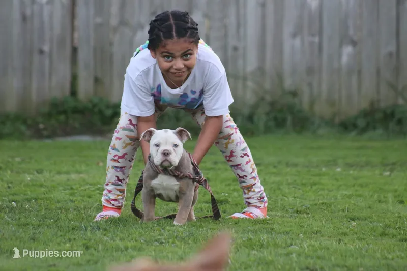 Hoss  – Olde English Bulldogge puppy for sale in Akron, OH