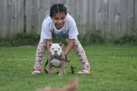 Hoss , a male Olde English Bulldogge for sale in Akron, OH – 1 of 2