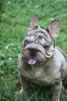 Velvet big rope girl, a female French Bulldog for sale in Akron, OH – 2 of 5