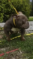 Ms . Exotic , a female American Bully for sale in Akron, OH – 3 of 3