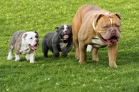 Blue Bella , a female Olde English Bulldogge for sale in Akron, OH – 7 of 7