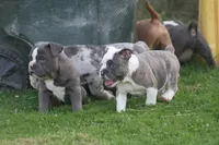 Blue Bella , a female Olde English Bulldogge for sale in Akron, OH – 3 of 7