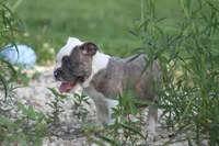 Blue Bella , a female Olde English Bulldogge for sale in Akron, OH – 5 of 7