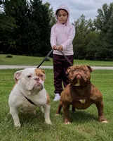 Waiting list , a  Olde English Bulldogge for sale in Akron, OH – 1 of 1