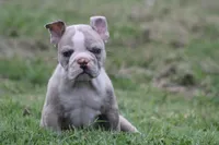 Baby bull , a male Olde English Bulldogge for sale in Akron, OH – 3 of 4