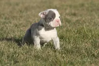 olde girls, a female Olde English Bulldogge for sale in Akron, OH – Photo 2 of 10