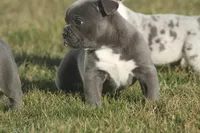 olde girls, a female Olde English Bulldogge for sale in Akron, OH – Photo 5 of 10