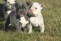 olde girls, a female Olde English Bulldogge for sale in Akron, OH – Photo 3 of 10