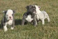 olde girls, a female Olde English Bulldogge for sale in Akron, OH – Photo 4 of 10