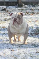 olde girls, a female Olde English Bulldogge for sale in Akron, OH – Photo 7 of 10